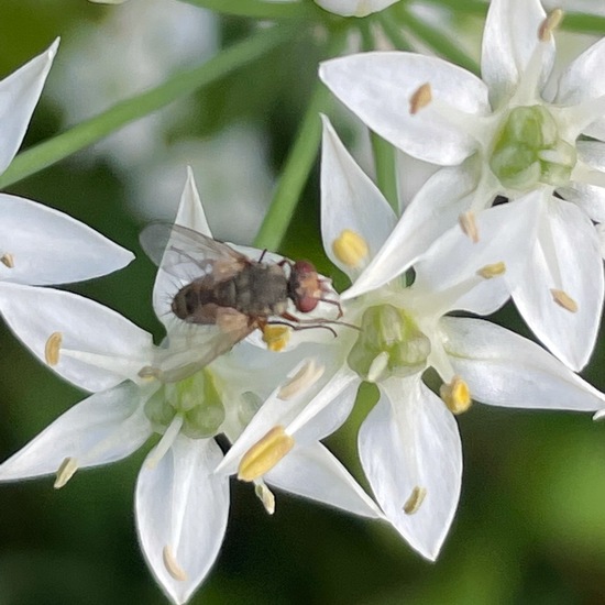 Fliegen: Tier im Habitat Stadt und Garten in der NatureSpots App