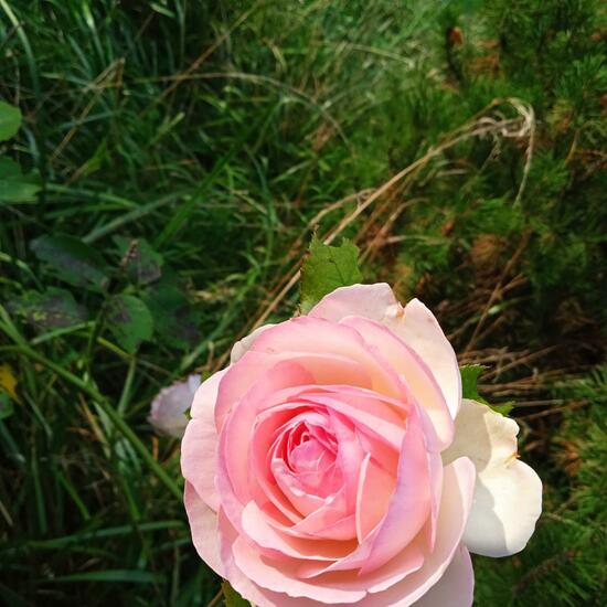 Rosa damascena: Pflanze im Habitat Naturnahe Wiese in der NatureSpots App