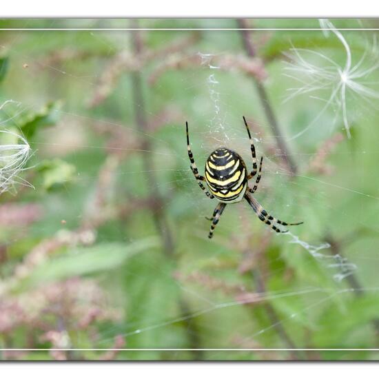 Wespenspinne: Tier im Habitat Naturnahe Wiese in der NatureSpots App