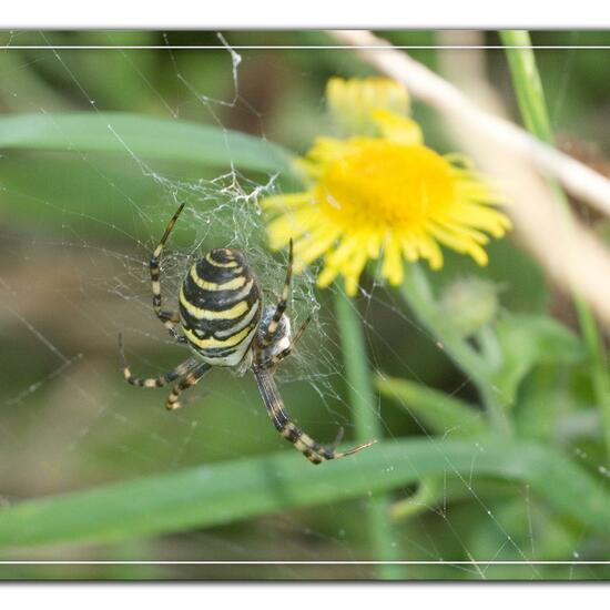 Wespenspinne: Tier im Habitat Naturnahe Wiese in der NatureSpots App