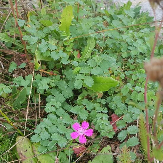 Sanguisorba minor: Plant in habitat Natural Meadow in the NatureSpots App