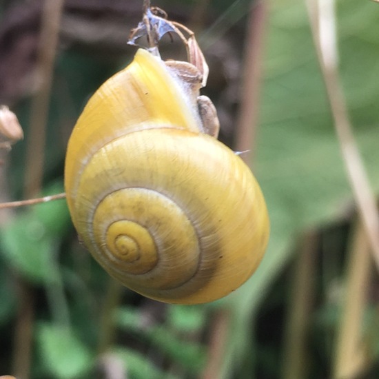 White-lipped snail: Animal in habitat Garden in the NatureSpots App