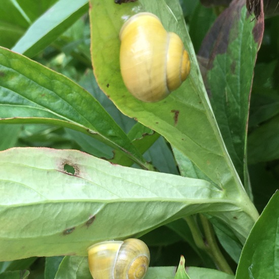 Garten-Bänderschnecke: Tier im Habitat Garten in der NatureSpots App