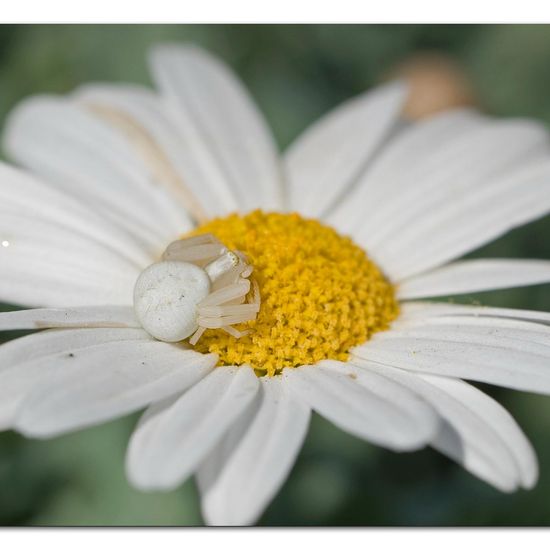 Veränderliche Krabbenspinne: Tier im Habitat Garten in der NatureSpots App