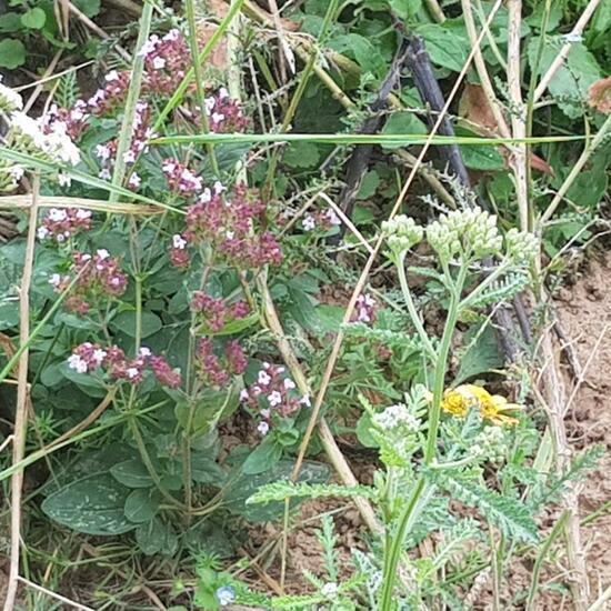 Oregano: Pflanze im Habitat Naturnahe Wiese in der NatureSpots App