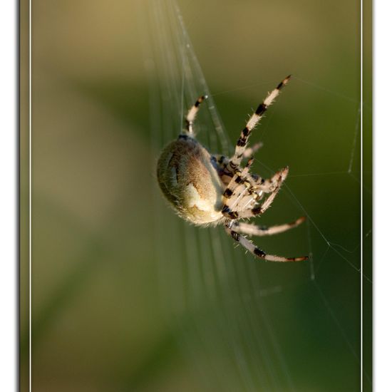 Araneus quadratus: Animal in habitat Natural Meadow in the NatureSpots App