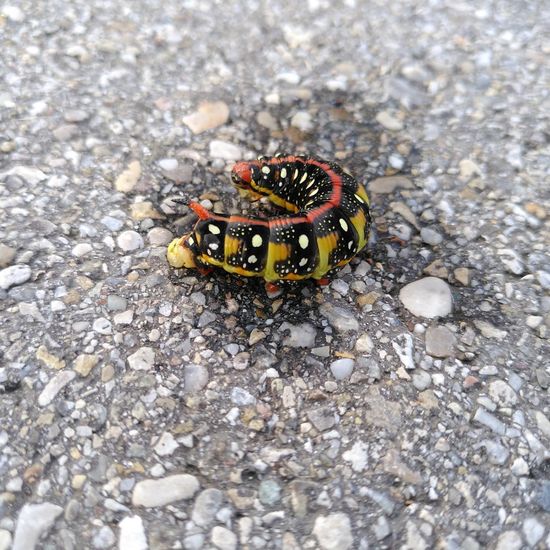 Windenschwärmer: Tier im Habitat Strasse/Verkehr in der NatureSpots App