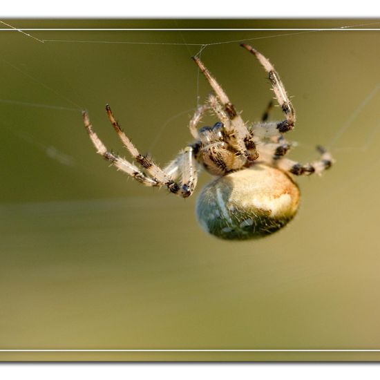 Araneus quadratus: Animal in habitat Natural Meadow in the NatureSpots App