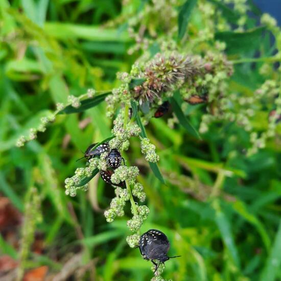 Grüne Reiswanze: Tier im Habitat Stadt und Garten in der NatureSpots App