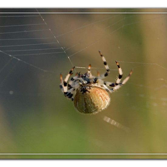 Araneus quadratus: Animal in habitat Natural Meadow in the NatureSpots App