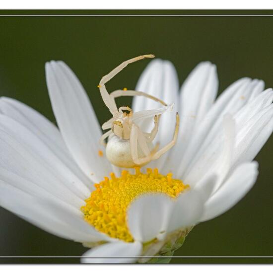 Veränderliche Krabbenspinne: Tier im Habitat Garten in der NatureSpots App