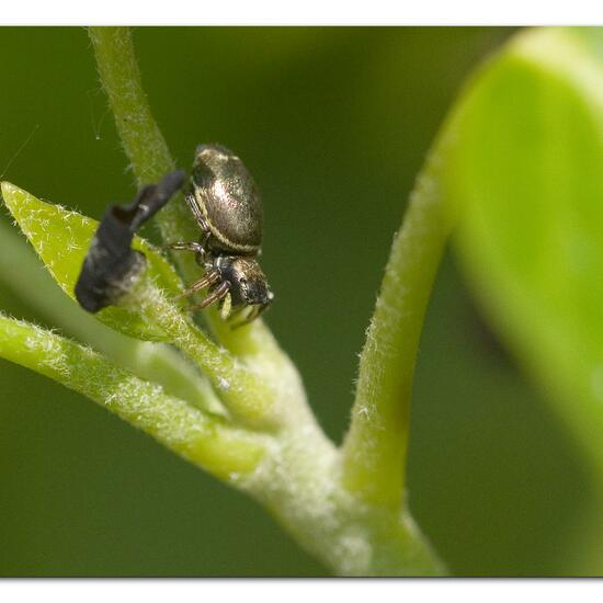 Heliophanus cupreus: Tier im Habitat Garten in der NatureSpots App