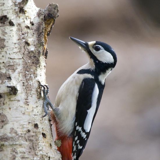 Landschaft: Stadt und Garten im Habitat Hinterhof in der NatureSpots App