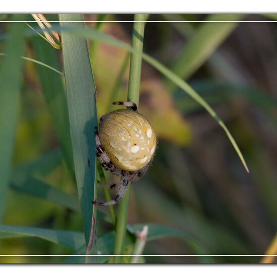 Araneus quadratus: Animal in habitat Semi-natural grassland in the NatureSpots App