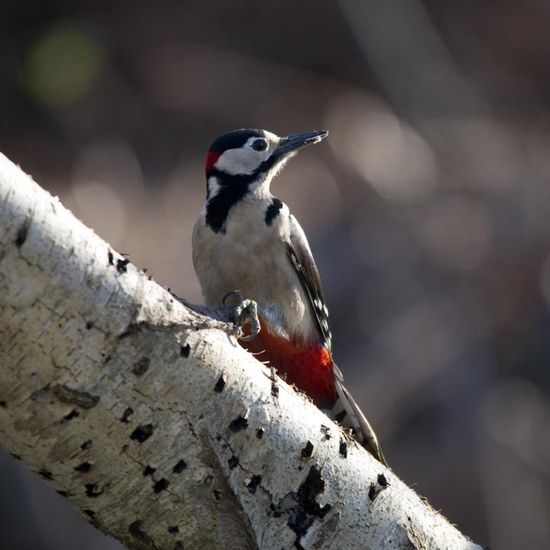 Landschaft: Stadt und Garten im Habitat Hinterhof in der NatureSpots App