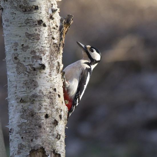 Landschaft: Stadt und Garten im Habitat Hinterhof in der NatureSpots App