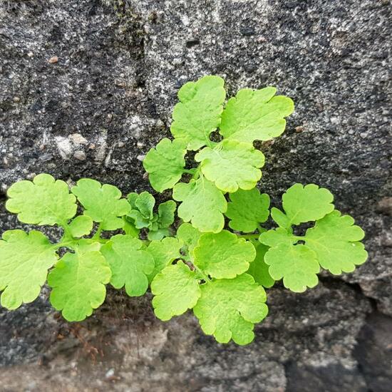 Chelidonium majus: Plant in habitat Backyard in the NatureSpots App