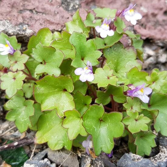 Cymbalaria muralis: Plant in habitat Backyard in the NatureSpots App