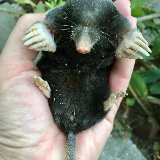 Europäischer Maulwurf: Tier im Habitat Garten in der NatureSpots App