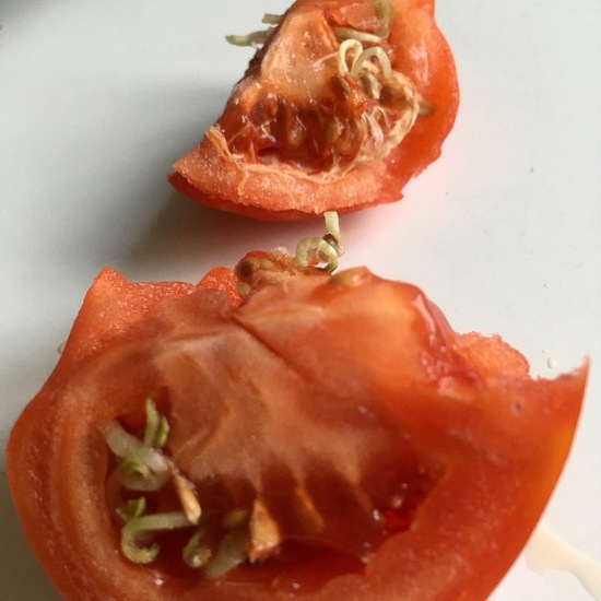 Tomate: Pflanze im Habitat Innenraum in der NatureSpots App