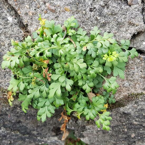 Asplenium ruta-muraria: Plant in habitat Backyard in the NatureSpots App