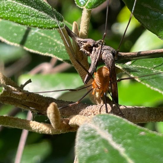 Ziegelrückenkanker: Tier im Habitat Park in der NatureSpots App