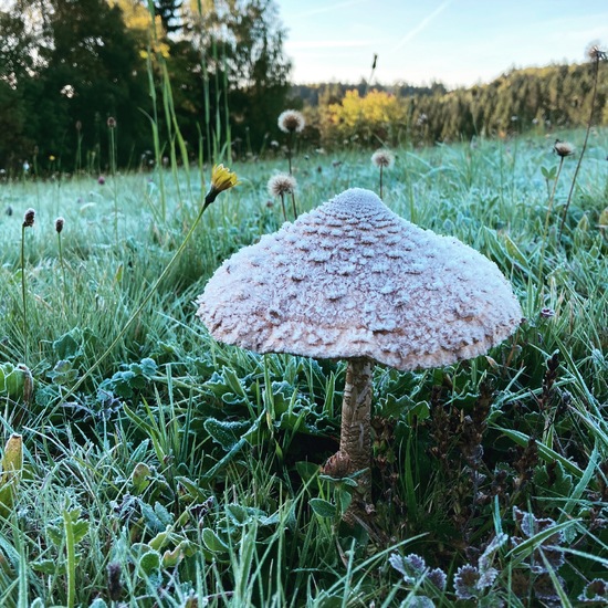 Gemeiner Riesenschirmling: Pilz im Habitat Halb-natürliches Grasland in der NatureSpots App