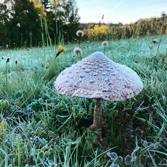 Macrolepiota procera: Mushroom in habitat Semi-natural grassland in the NatureSpots App