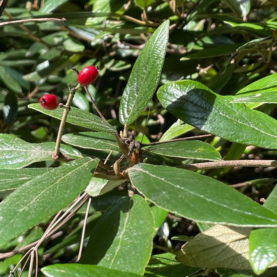 Ziegelrückenkanker: Tier im Habitat Park in der NatureSpots App