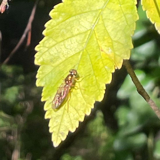 Eine unbekannte Art: Tier im Habitat Park in der NatureSpots App