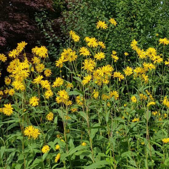 Jerusalem artichoke: Plant in habitat Garden in the NatureSpots App