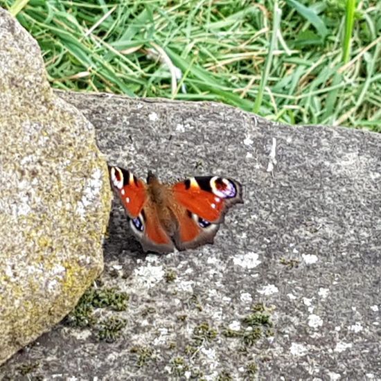 Tagpfauenauge: Tier im Habitat Garten in der NatureSpots App