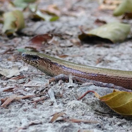 Blindschleiche: Tier im Habitat Wald der gemäßigten Breiten in der NatureSpots App