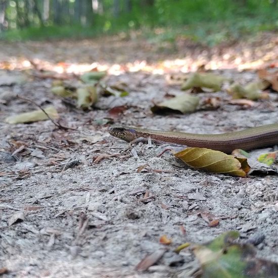 Blindschleiche: Tier im Habitat Wald der gemäßigten Breiten in der NatureSpots App