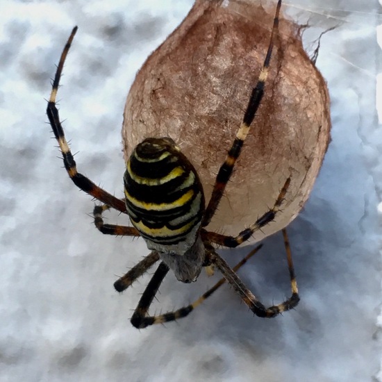 Wespenspinne: Tier im Habitat Garten in der NatureSpots App