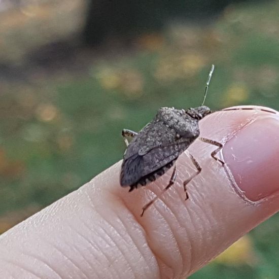 Brown marmorated stink bug: Animal in habitat Park in the NatureSpots App