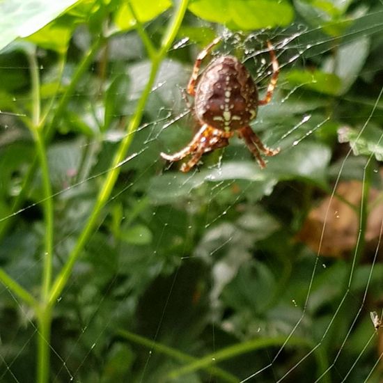 Kreuzspinnen: Tier im Habitat Garten in der NatureSpots App