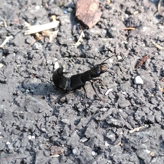 Schwarzer Moderkäfer: Tier im Habitat Strasse/Verkehr in der NatureSpots App