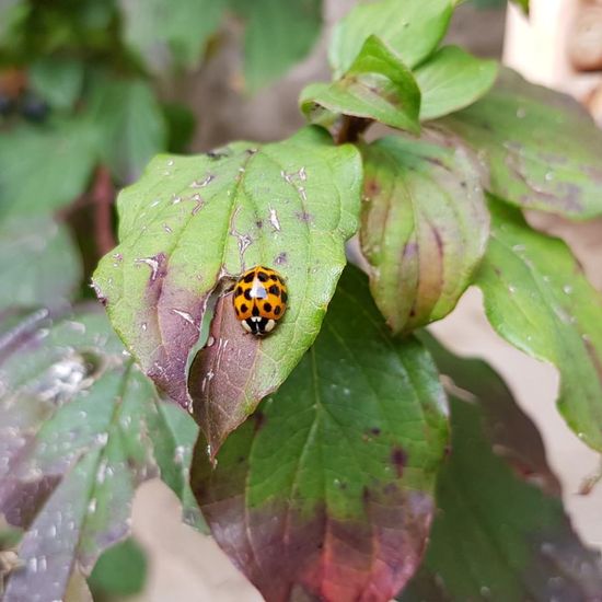 Vierundzwanzigpunkt-Marienkäfer: Tier im Habitat Garten in der NatureSpots App