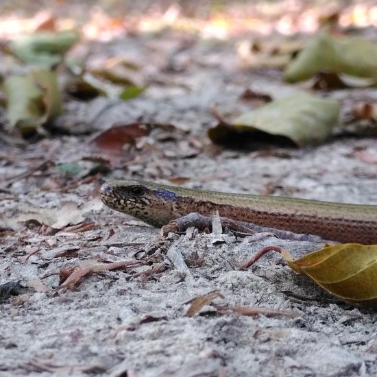 Blindschleiche: Tier im Habitat Wald der gemäßigten Breiten in der NatureSpots App