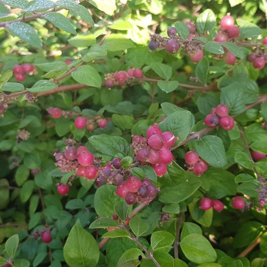 Symphoricarpos orbiculatus: Plant in habitat Road or Transportation in the NatureSpots App