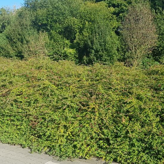 Symphoricarpos orbiculatus: Pflanze im Habitat Strasse/Verkehr in der NatureSpots App