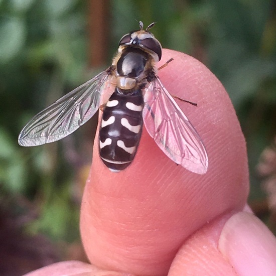 Späte Großstirnschwebfliege: Tier im Habitat Garten in der NatureSpots App