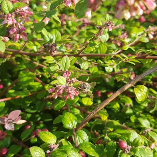 Symphoricarpos orbiculatus: Plant in habitat Road or Transportation in the NatureSpots App