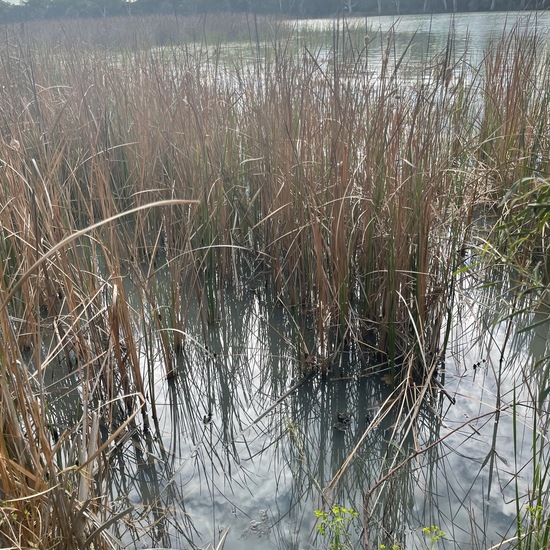 Landscape: Freshwater in the NatureSpots App