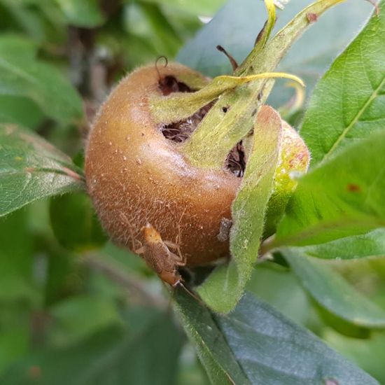 Bernstein-Waldschabe: Tier im Habitat Garten in der NatureSpots App