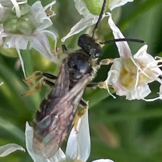 Lasioglossum malachurum: Animal in habitat Garden in the NatureSpots App