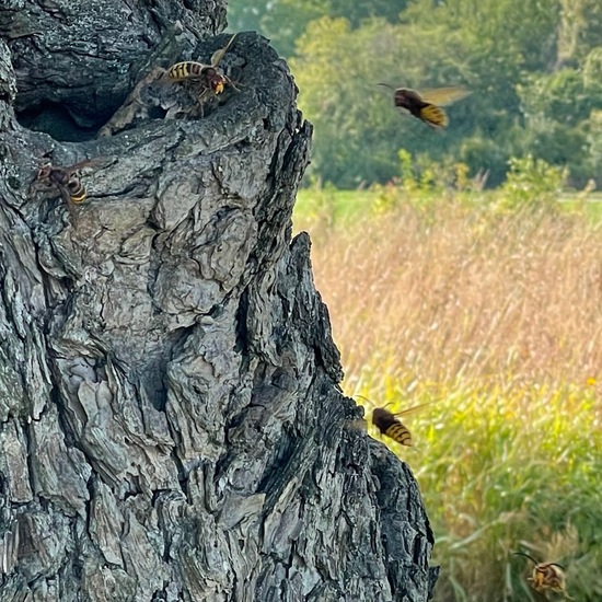 Hornissen: Tier im Habitat Anderes Agrarhabitat in der NatureSpots App