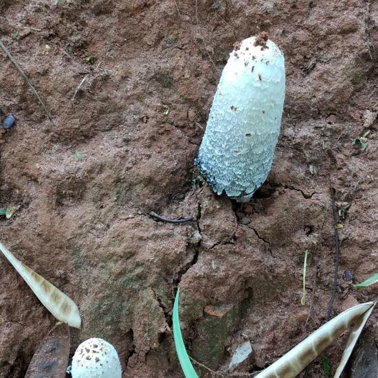 Coprinellus truncorum: Mushroom in nature in the NatureSpots App