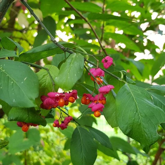 Gewöhnlicher Spindelstrauch: Pflanze im Habitat Garten in der NatureSpots App